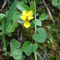 Viola biflora (Pyrénées)