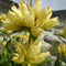 Gentiana burseri subsp. burseri (endémique)