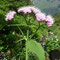 Valeriana pyrenaica (subendémique)