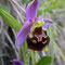 Ophrys de Demange (Ophrys fuciflora ssp. demangei)