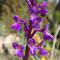Orchis peint (Anacamptis morio ssp. picta)