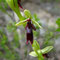 Ophrys Mouche (Ophrys insectifera)