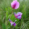 Lathyrus linifolius