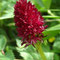 Nigritelle noire (Gymnadenia nigra)