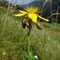 Hypericum richeri subsp. richeri (Pyrénées)