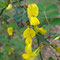 Hippocrepis emerus