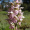 Orchis lacté (Neotinea lactea)
