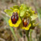 Ophrys jaune (Ophrys lutea)