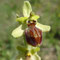 Ophrys élevé occidental (Ophrys occidentalis)