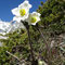 Anemone alpina subsp. alpina (Alpes)