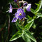 Veronica ponae (subendémique)