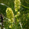 Tofielda calyculata (Pyrénées)