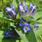 Gentiane croisette (Gentiana cruciata)