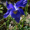 Aquilegia pyrenaica (endémique)
