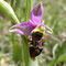Ophrys peint (Ophrys picta)