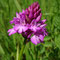 Orchis pyramidal (Anacamptis pyramidalis)