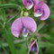 Lathyrus sylvestris