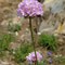 Armeria alpina (Pyrénées)