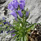 Campanula speciosa (endémique)