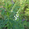 Melilotus albus