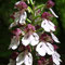 Orchis pourpe (Orchis purpurea)