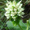 Stachys alopecurus (Pyrénées)