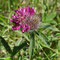 Trifolium rubens