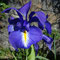 Iris latifolia (subendémique)