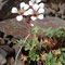 Saxifraga geranioides (endémique)