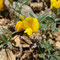 Argyrolobium zanonii