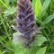 Ajuga pyramidalis (Massif central)