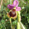 Ophrys guêpe (Ophrys tenthredinifera)