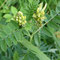 Astragalus cicer