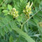 Astragalus cicer