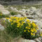 Senecio pyrenaicus (endémique)