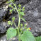 Scrophularia pyrenaica (endémique)