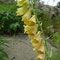 Digitalis grandiflora (Vosges)