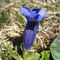Gentiane d'Occident (Gentiana occidentalis)