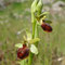 Ophrys de Marseille (Ophrys massiliensis)