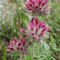 Anthyllis montana