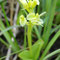 Liparis de Loesel (Liparis loeselii)