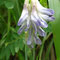 Vicia orobus