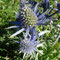 Eryngium bourgatii (subendémique)