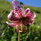 Lilium martagon (Pyrénées)