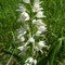 Céphalanthère à longues feuilles (Cephalanthera longifolia)