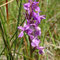 Orchis de Traunsteiner (Dactylorhiza traunsteineri)