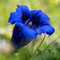 Gentiane à feuilles étroites (Gentiana angustifolia)