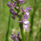 Orchis odorant (Gymnadenia odoratissima)