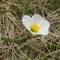 Ranunculus pyrenaeus (endémique)