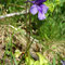 Pinguicula grandiflora (Pyrénées)